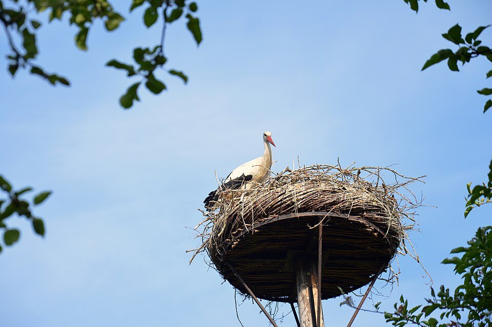 A stork on its nest in Damme