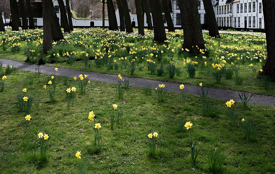 Daffodils scattered on the grass under the Beguinage trees
