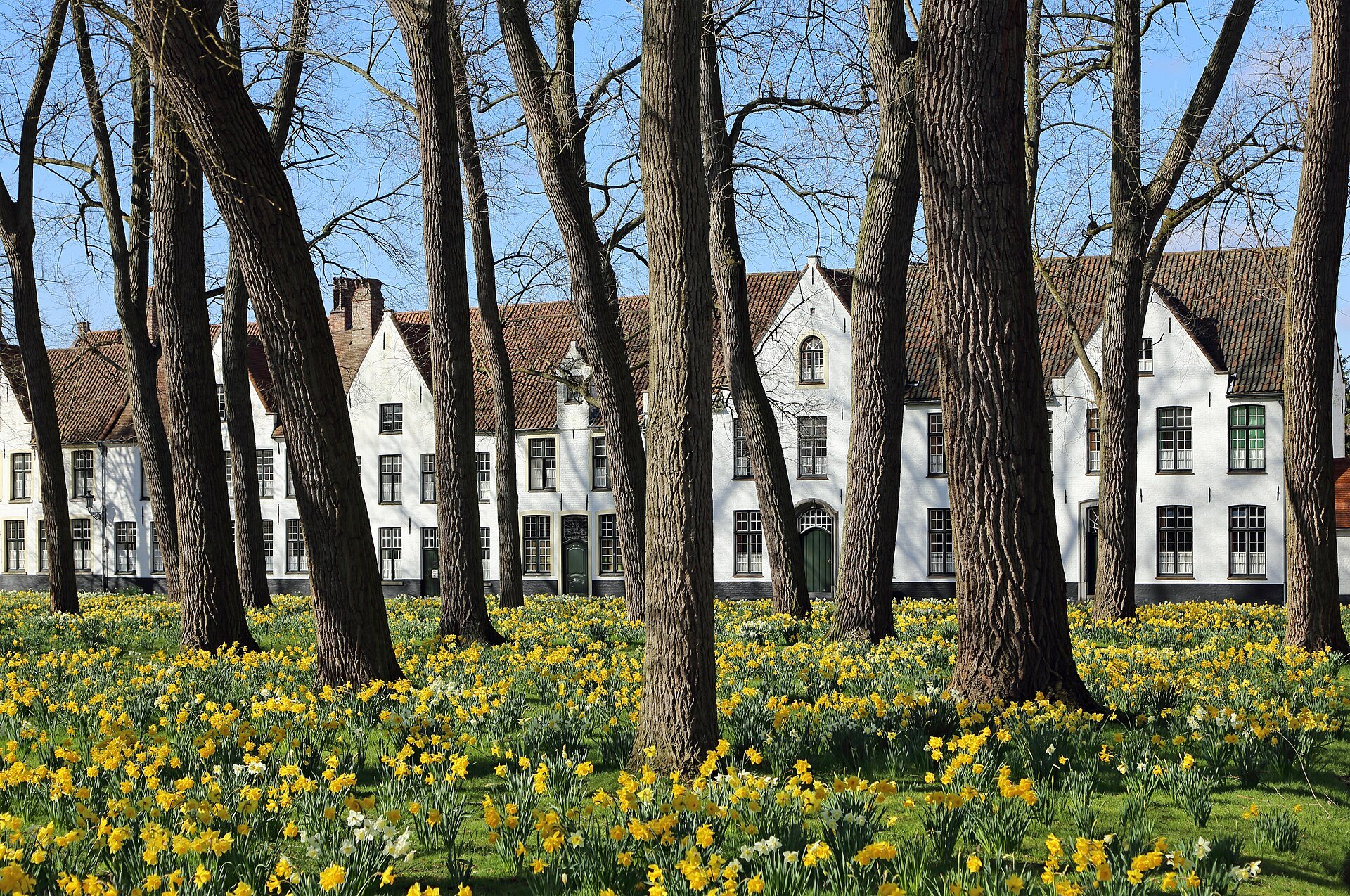 Daffodils carpeting the Beguinage lawn in front of the white houses