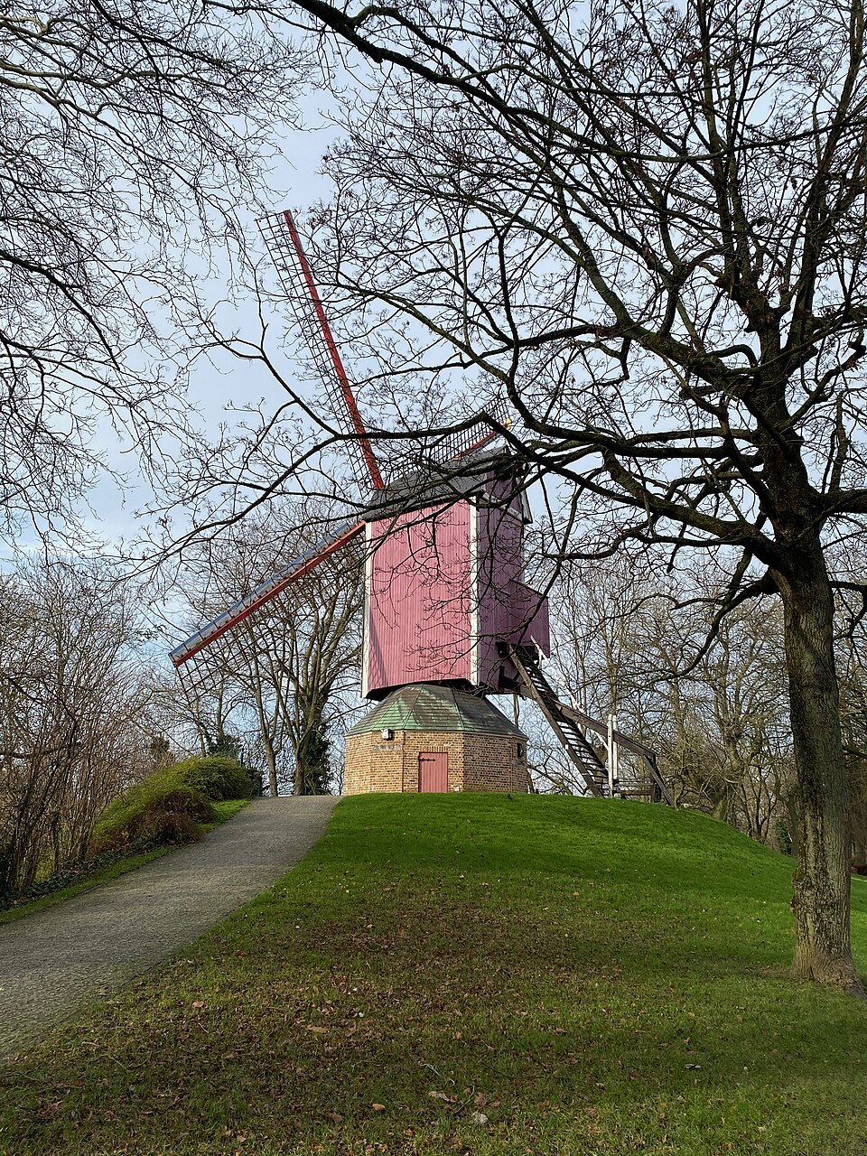 The pink-bodied Nieuwe Papegaai mill among bare trees